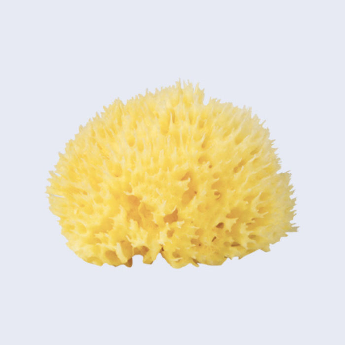 Natural Sea Sponge - Honeycomb