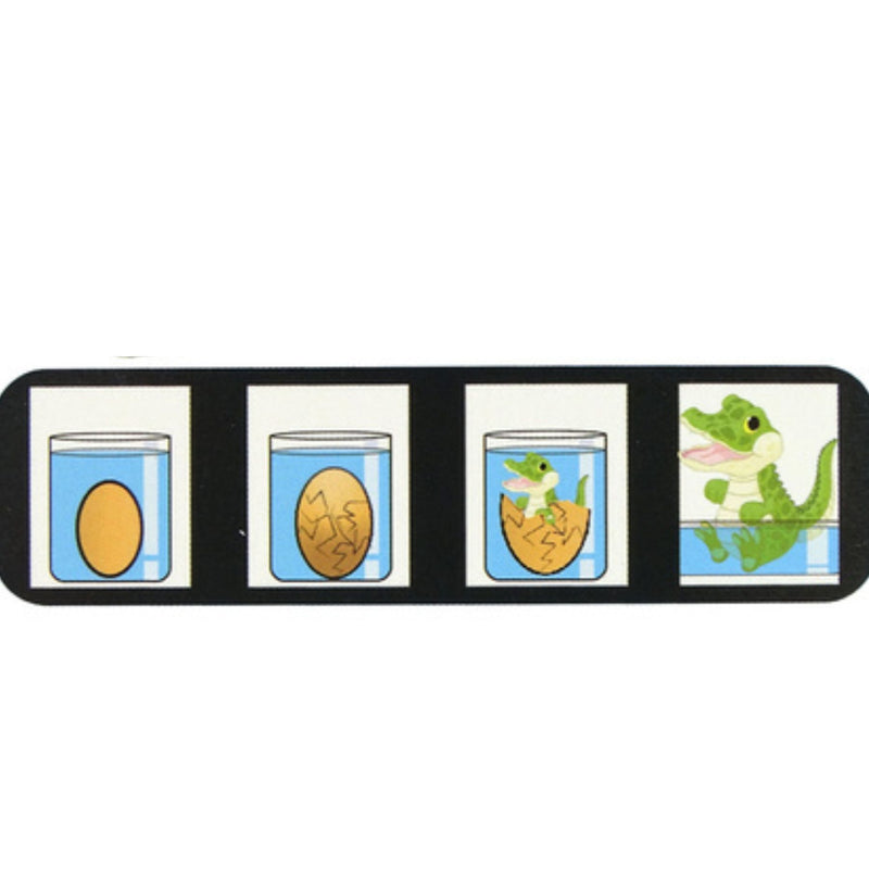 Growing Alligator Egg